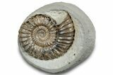 Ammonite (Androgynoceras) Fossil In Concretion - England #279128-1
